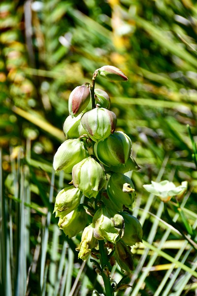Little Flower Pods of the Yucca Elata