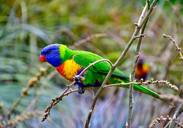 Lorikeets