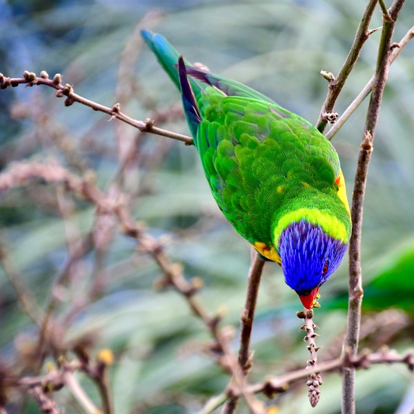 Coat of Many Colors From Head to Tail