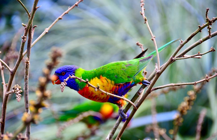 Lorikeet Lean