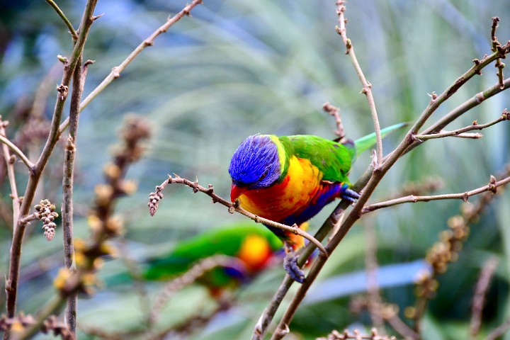 Lorikeets Grabbing a Snack