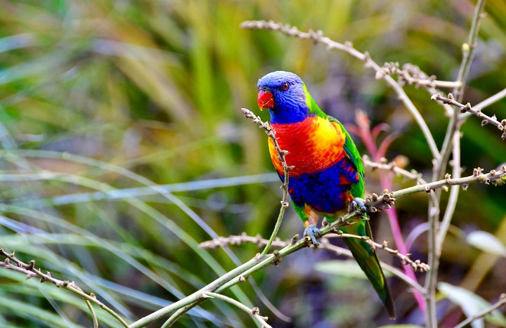 Red Beak Perched