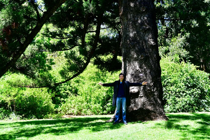 Arms Outstretched Near a Hoop Pine