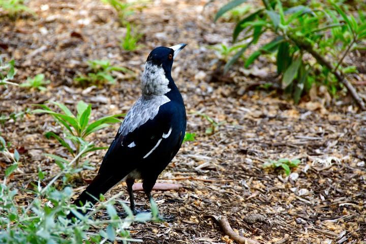 Australian Magpie at Attention