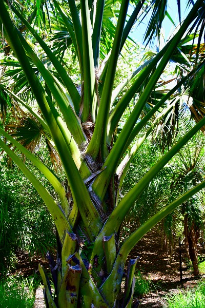 Sabal Yapa Plant From Central America