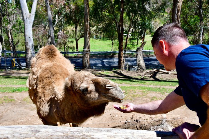 Greg Reaches to Feed the Camel