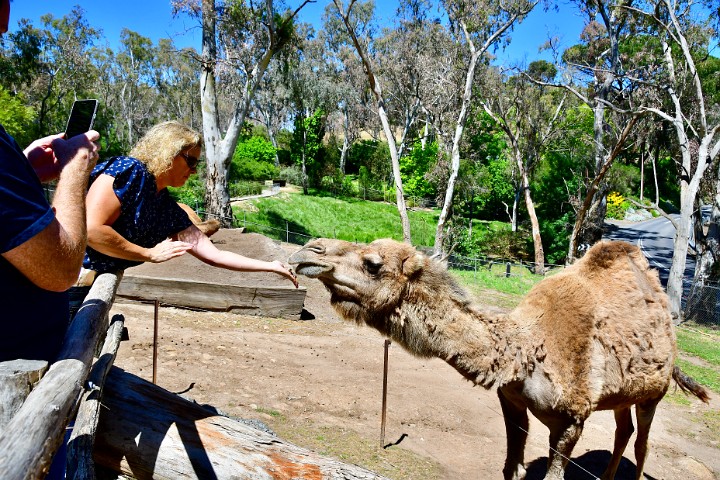 Kim Feeding a Camel
