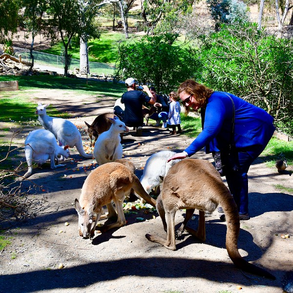 Jennifer Petting the Hungry Kangaroos