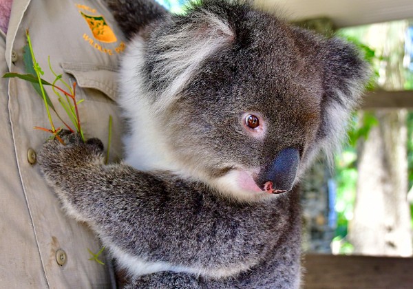 Bella the Koala