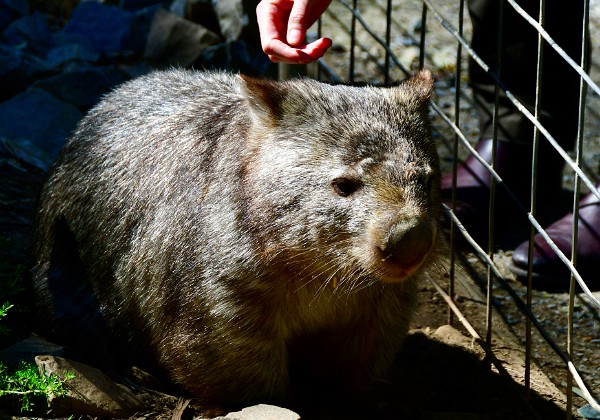 Petting a Wombat
