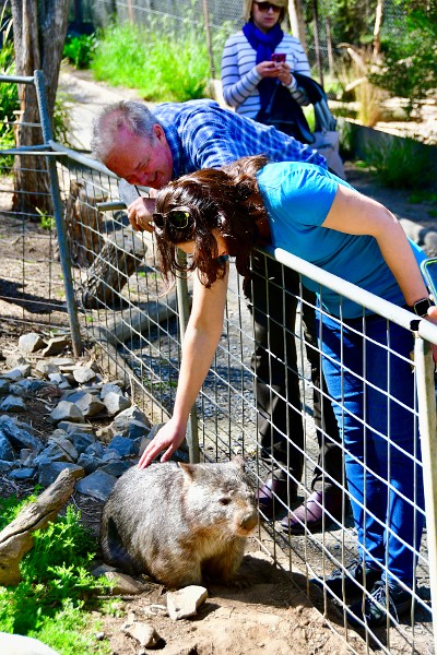 Lisa Petting the Very Friendly Wombat 1