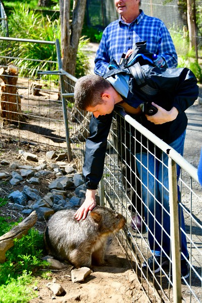 Win Petting the Very Friendly Wombat 1