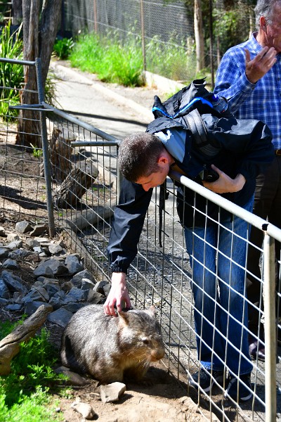 Win Petting the Very Friendly Wombat 2