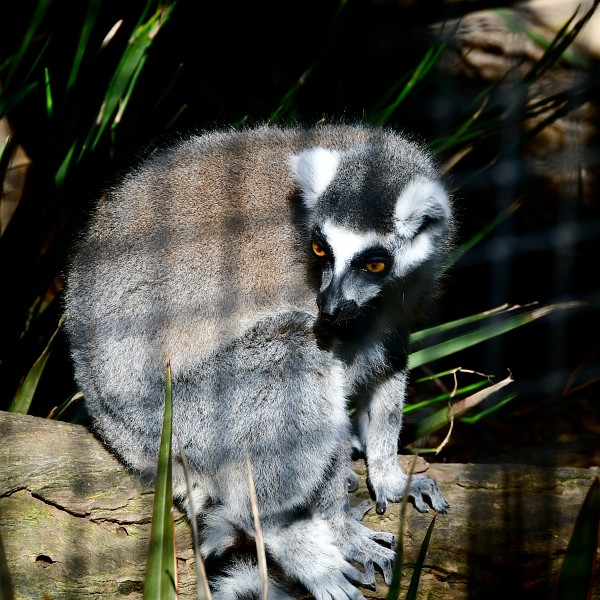 Ring-Tailed Lemur Looking Down