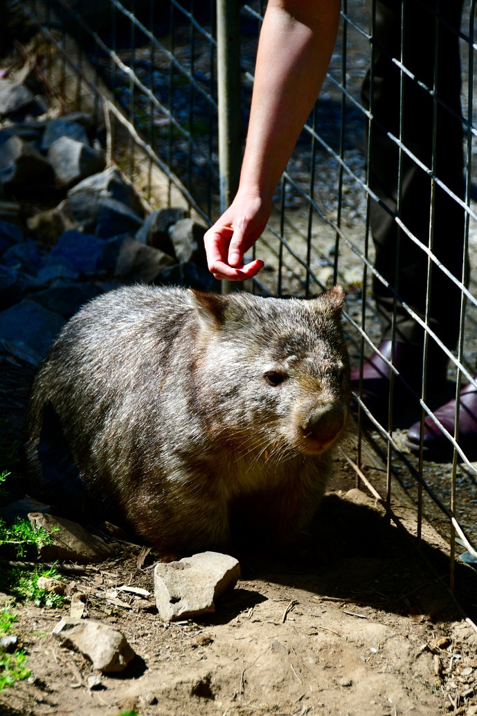 Petting a Wombat