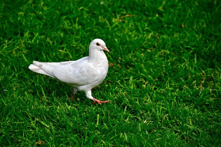 White Pigeon and Green Grass