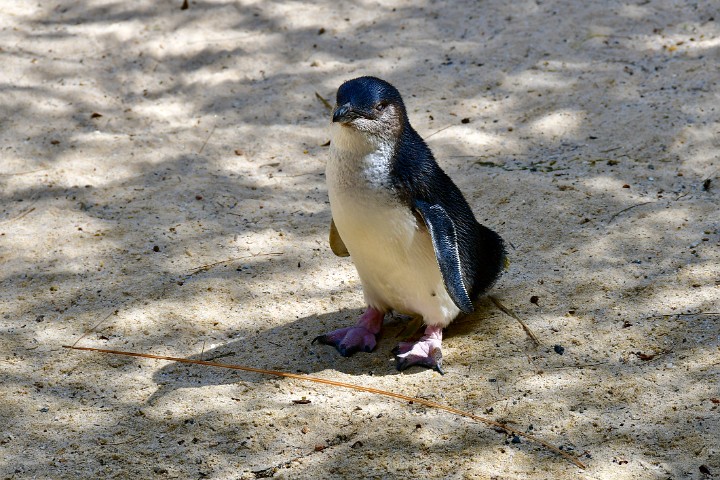 Little Fairy Penguin and Big Feet