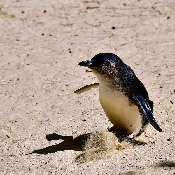 Little Penguin Shadow