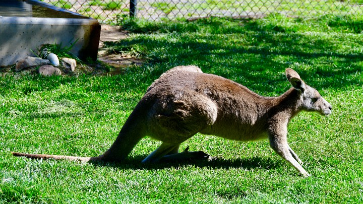 Eastern Grey Kangaroo Walking