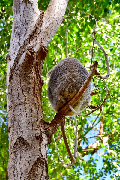 Koala Resting Above