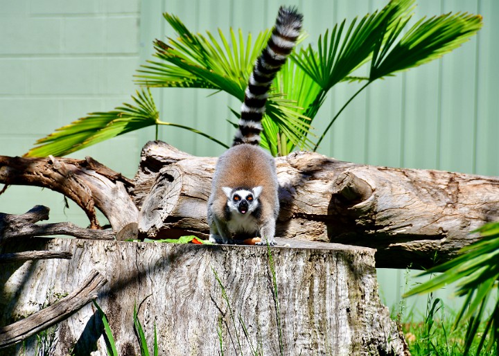 Getting a Lemur Look
