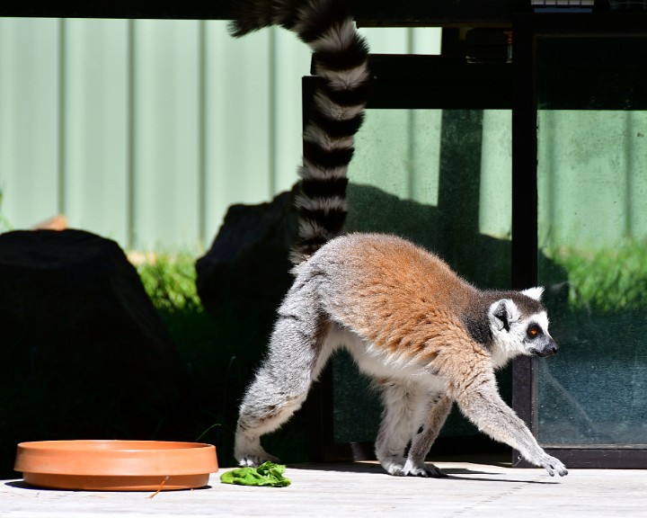 Lemur on the Move