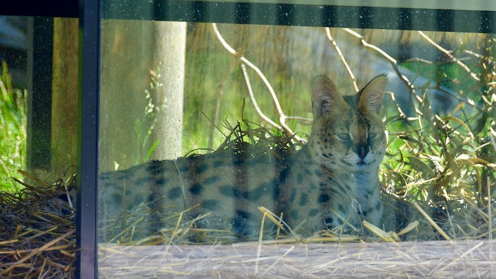 Serval Behind Glass