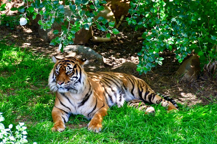 Tiger Under a Shade Tree