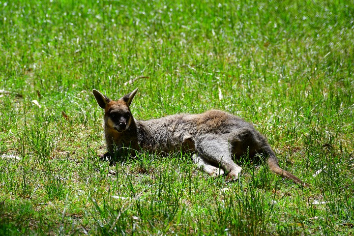 Northern Swamp Wallaby Relaxing in the Grasses