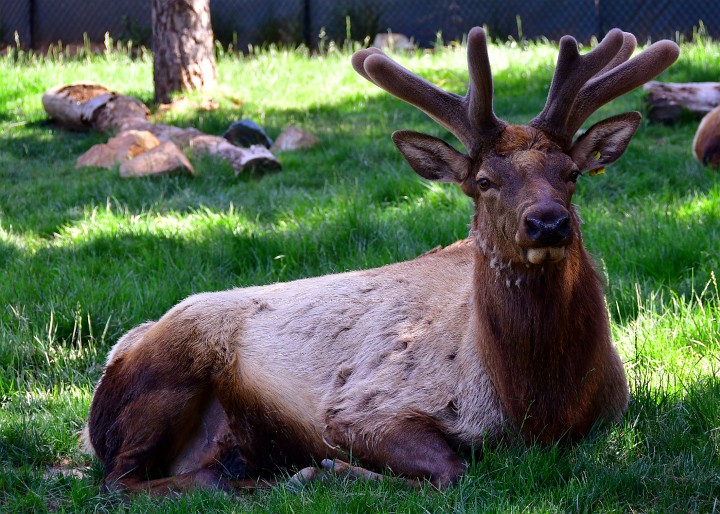 At Rest in Tall Grasses