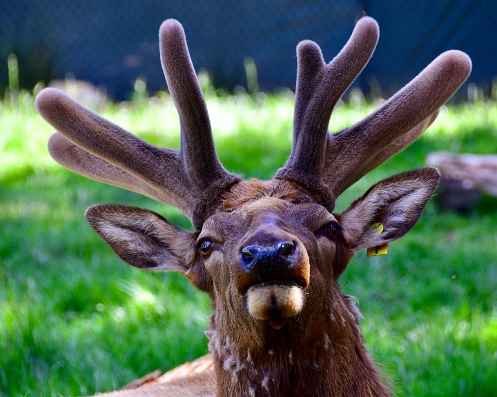 Canadian Elk Antlers Forming