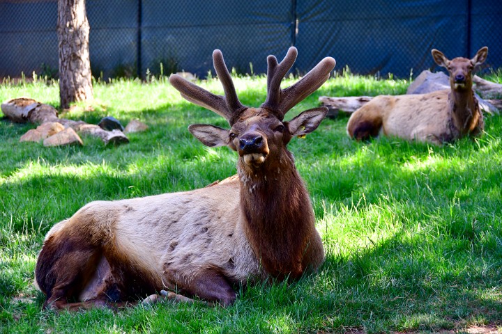 Fuzzy Antlers