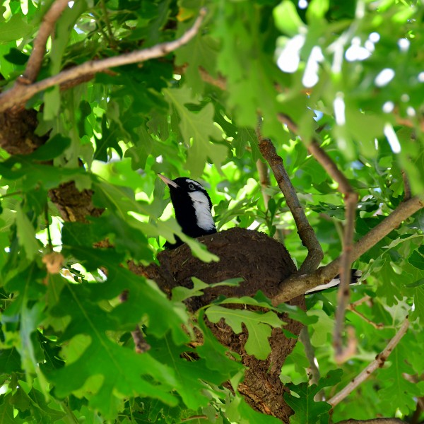 Magpie in a Nest