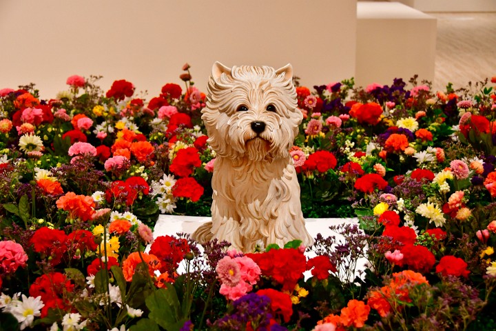 White Dog Among the Colorful Flowers