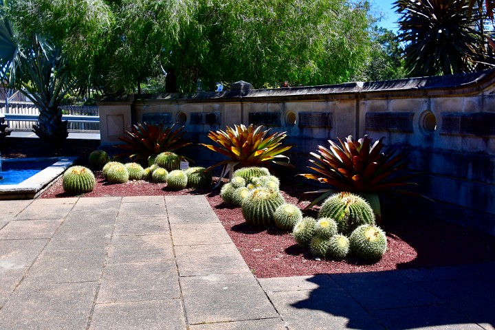 Bowl Cacti