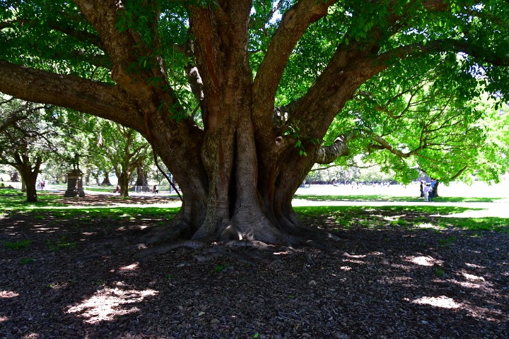 Long Reach of a Fig Tree